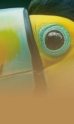 loro
